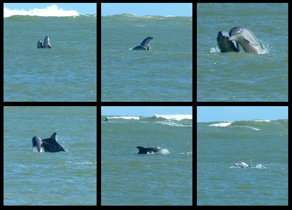 (04) dolphin montage.jpg   (1000x720)   284 Kb                                    Click to display next picture